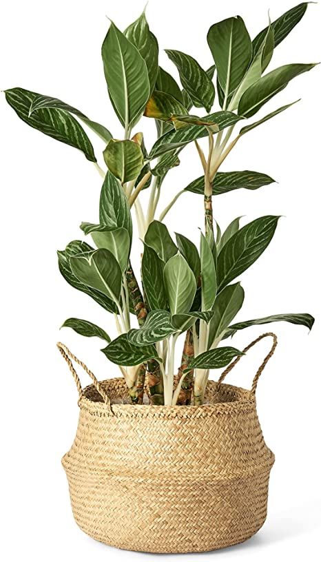 Artera Woven Seagrass Plant Basket - Wicker Belly Basket Planter Indoor with Plastic Liner and Ha... | Amazon (US)