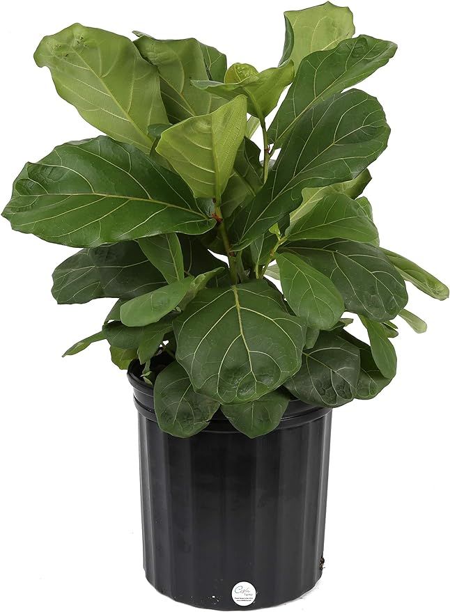 Costa Farms Ficus Lyrata Fiddle Leaf Fig Tree, Live Indoor Plant, Grower's Pot, 20 to 24-Inches T... | Amazon (US)