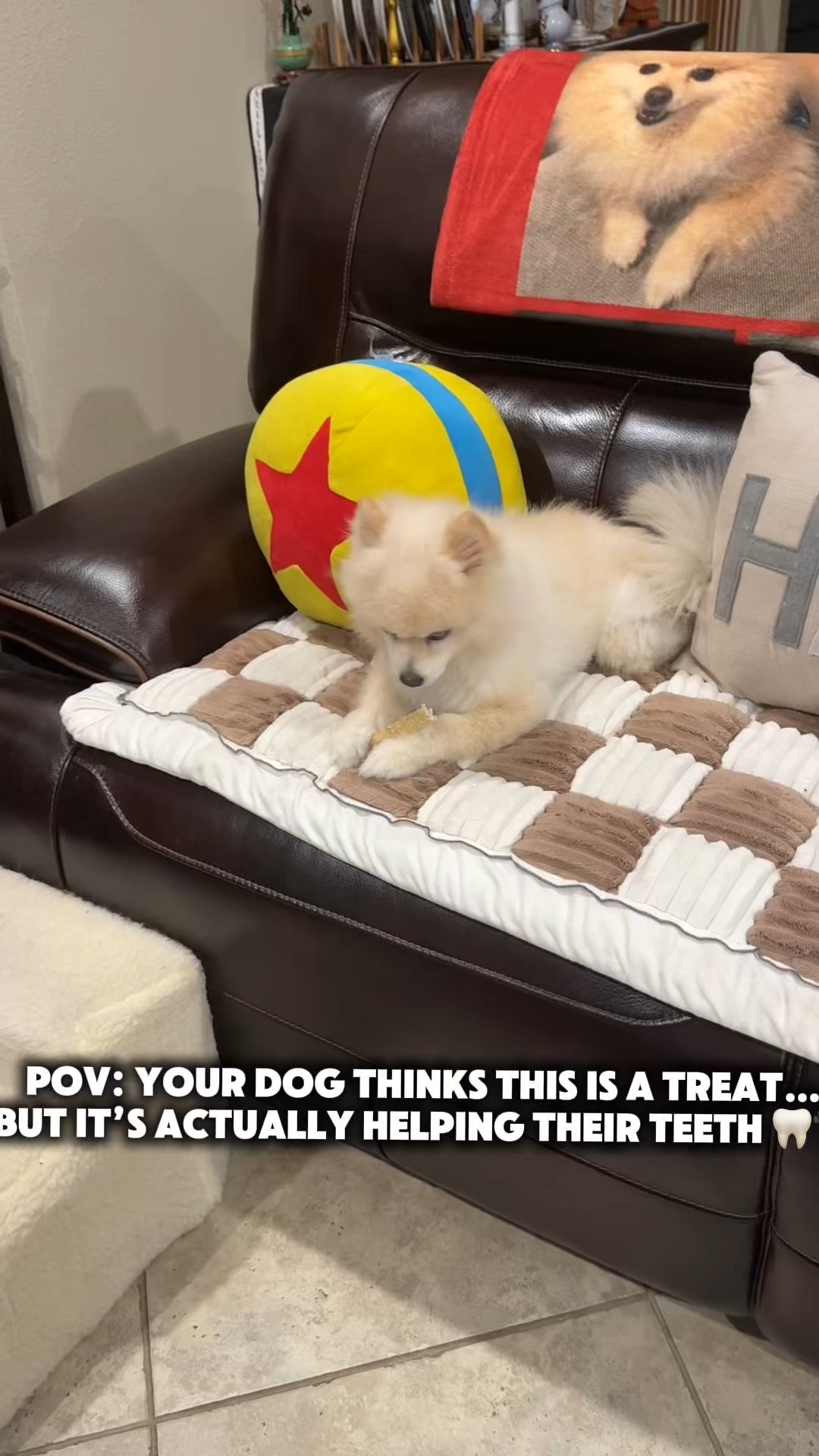 Razz-approved 🐾
These duo cleanse chews are one of those simple pet finds that actually make a difference.
They keep him happily occupied and support dental health — which is a win-win in our house.
Easy to add into his routine, no mess, and he genuinely loves them (which matters most).
Linked here 🤍

#LTKdayinmylife #LTKHome