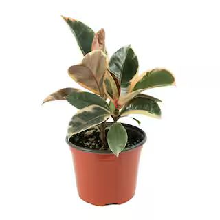 national PLANT NETWORK 2.5 Qt. Rubber Tree 'Ruby' Ficus Plant in Grower Pot HD7312 - The Home Dep... | The Home Depot