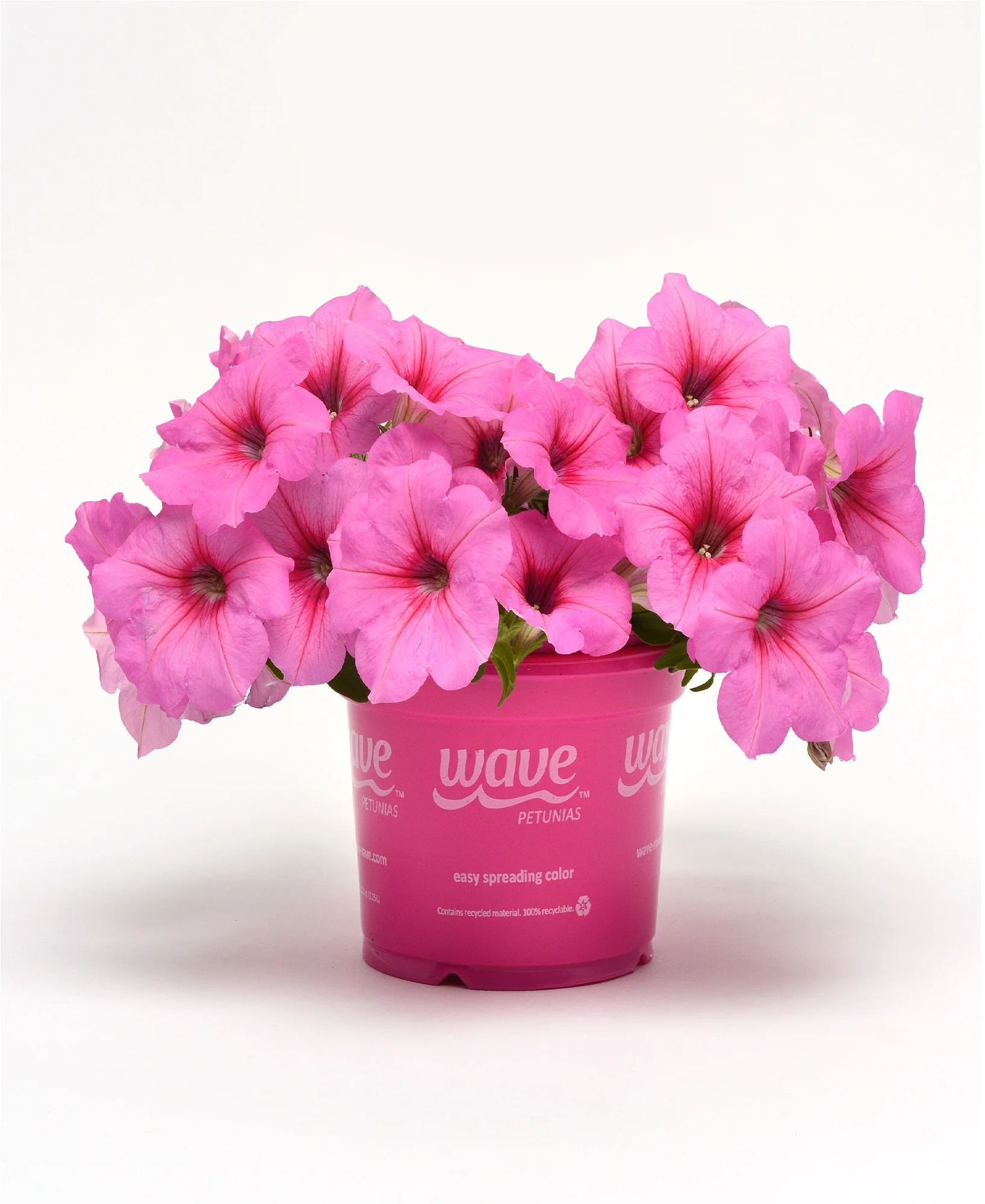 Wave Petunia 1QT Pink Petunia Live Plant Sun | Walmart (US)