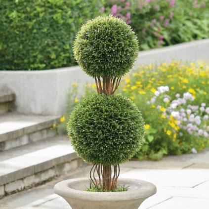 Podocarpus Double Ball Topiary | Grandin Road