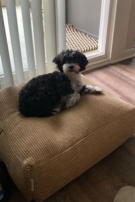 Stella says this floor cushion is now her new favorite bed! #targetstyle 

#LTKfindsunder50 #LTKhome #LTKSeasonal