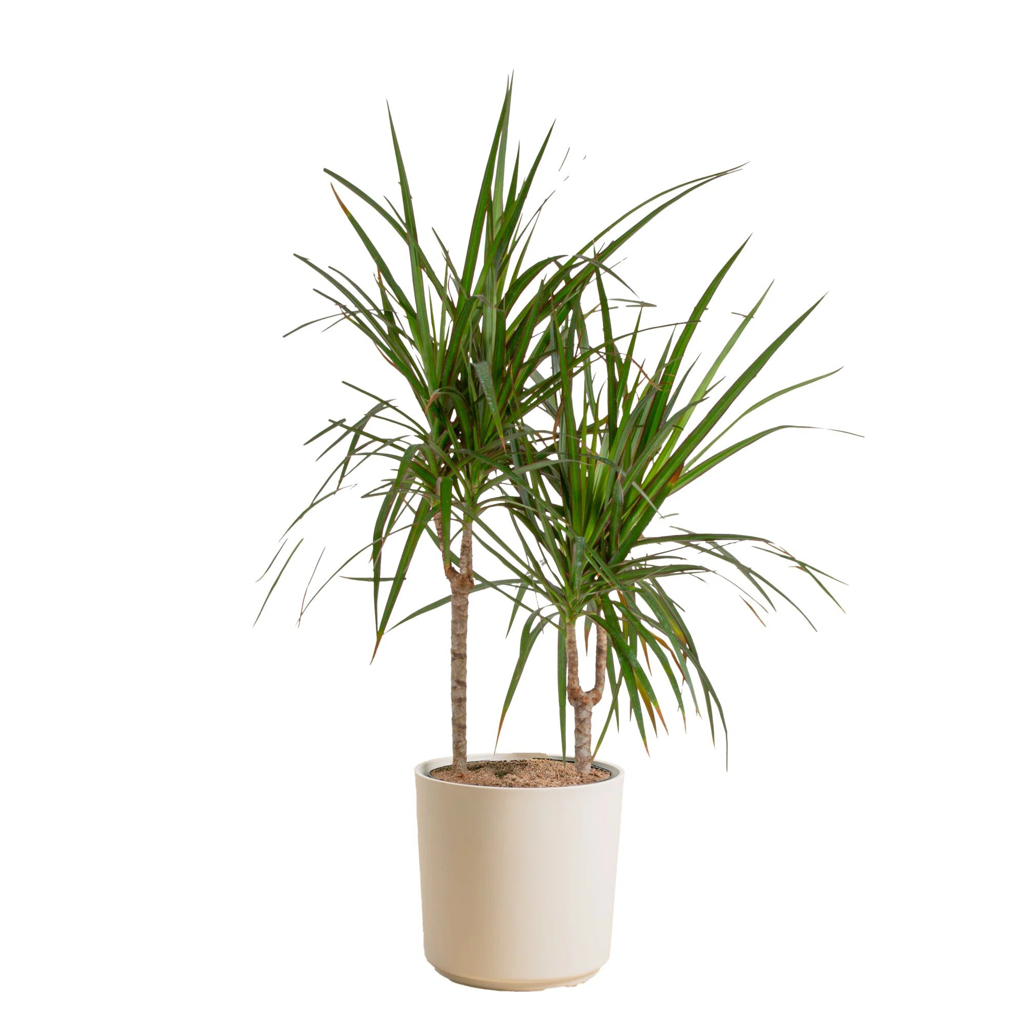 Costa Farms Indoor Dracaena Marginata Madagascar Dragon Tree House Plant in 10-inch Décor Pot | Wayfair North America