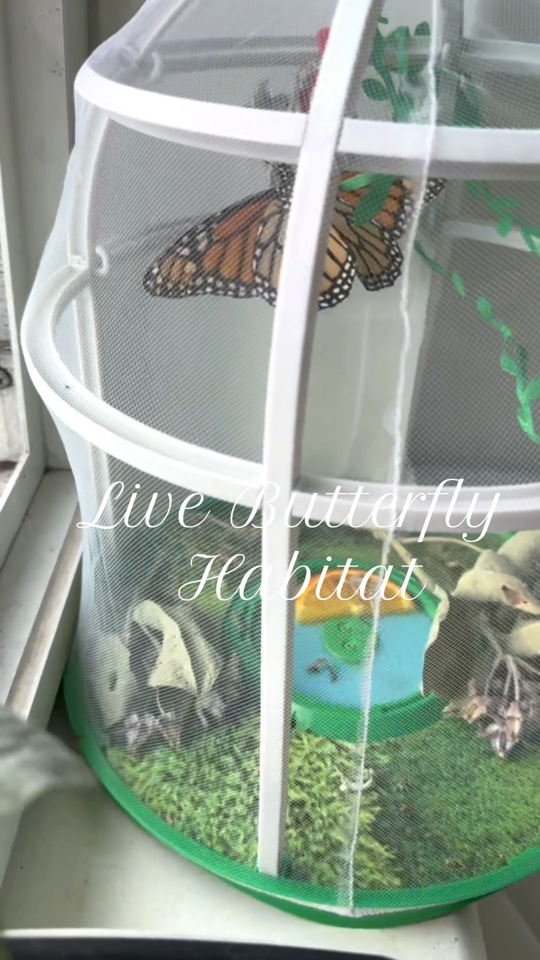 This live butterfly habitat was such a perfect place for watching our caterpillars transform and keeping our butterflies safe until release. My daughter even wants to use it as a fairy house for her dolls now 🧚

#LTKKids #LTKFamily #LTKHome