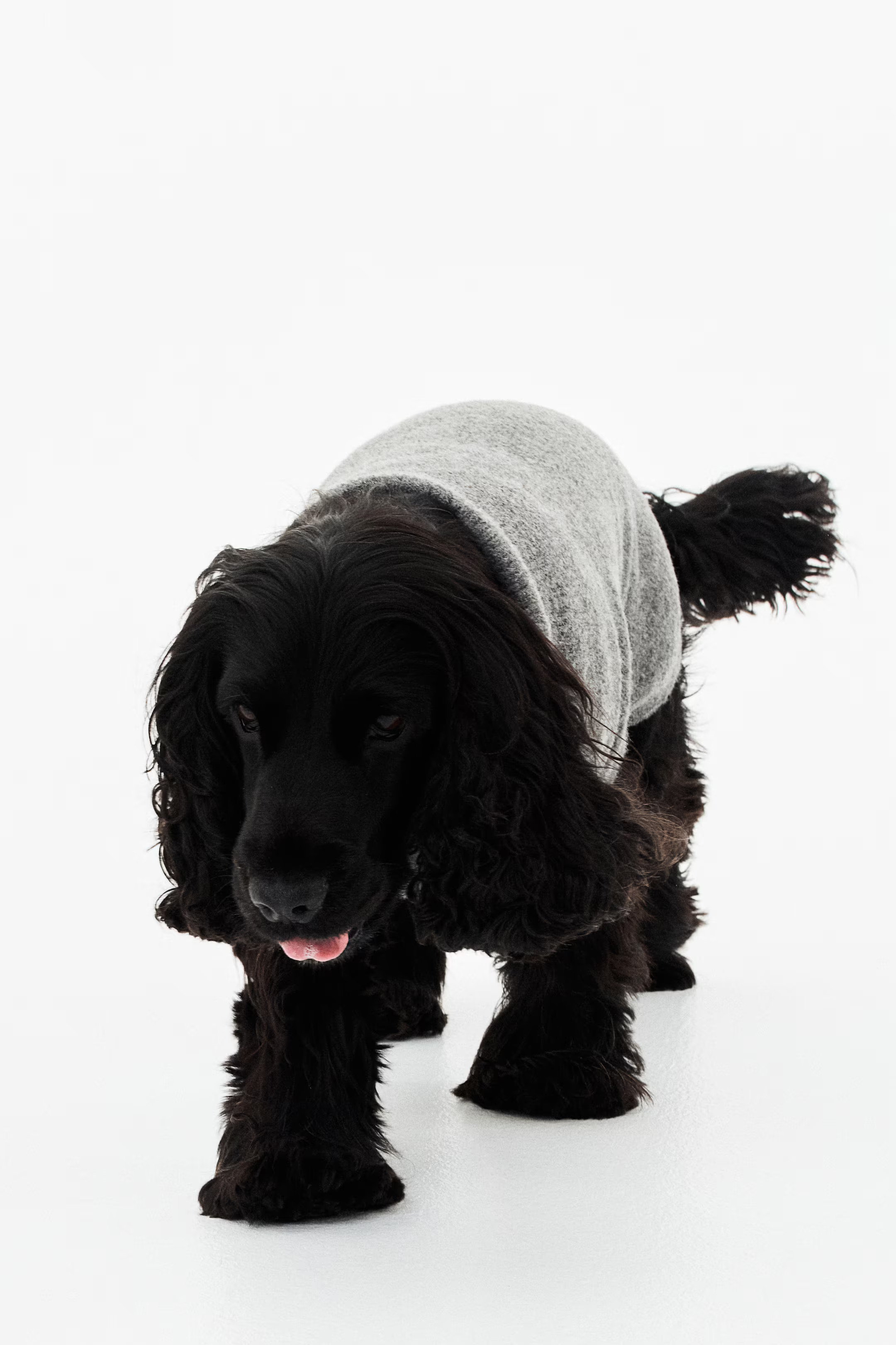 Fine-Knit Dog Sweater | H&M (US + CA)