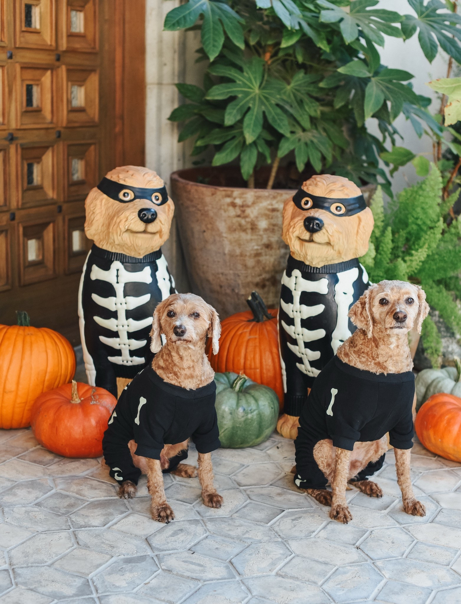 Haunted Dogs! 🐕 
$40 each 

#LTKHalloween #LTKSeasonal #LTKFindsUnder50