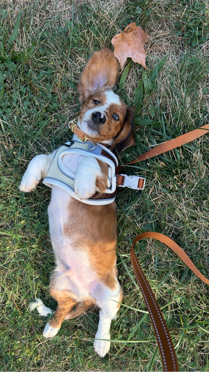 The best harness that fits his perfect little puppy body right now 🐾🤍 

Amazon Puppy
Puppy Finds 
Amazon Puppy Finds
Amazon Harness 
Amazon Puppy Harness 
Amazon Dog Harness 
Amazon Puppy Essentials 
Amazon Dog Essentials
Amazon Pet Finds
LTK Pet 

#LTKPets