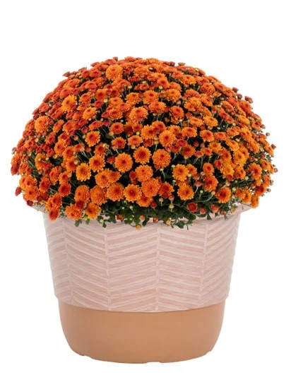 Better Homes & Gardens 1.5G Orange Garden Chrysanthemum Plant Decorative Pot Sun | Walmart (US)