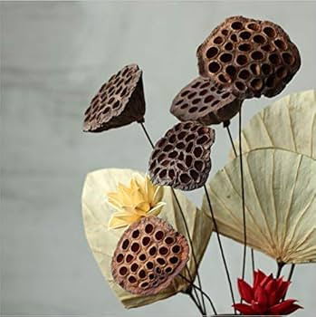 NWFashion 10PCS/Package Artifical Dried Brwon Lotus Pods with Stems(8-10CM) … | Amazon (US)