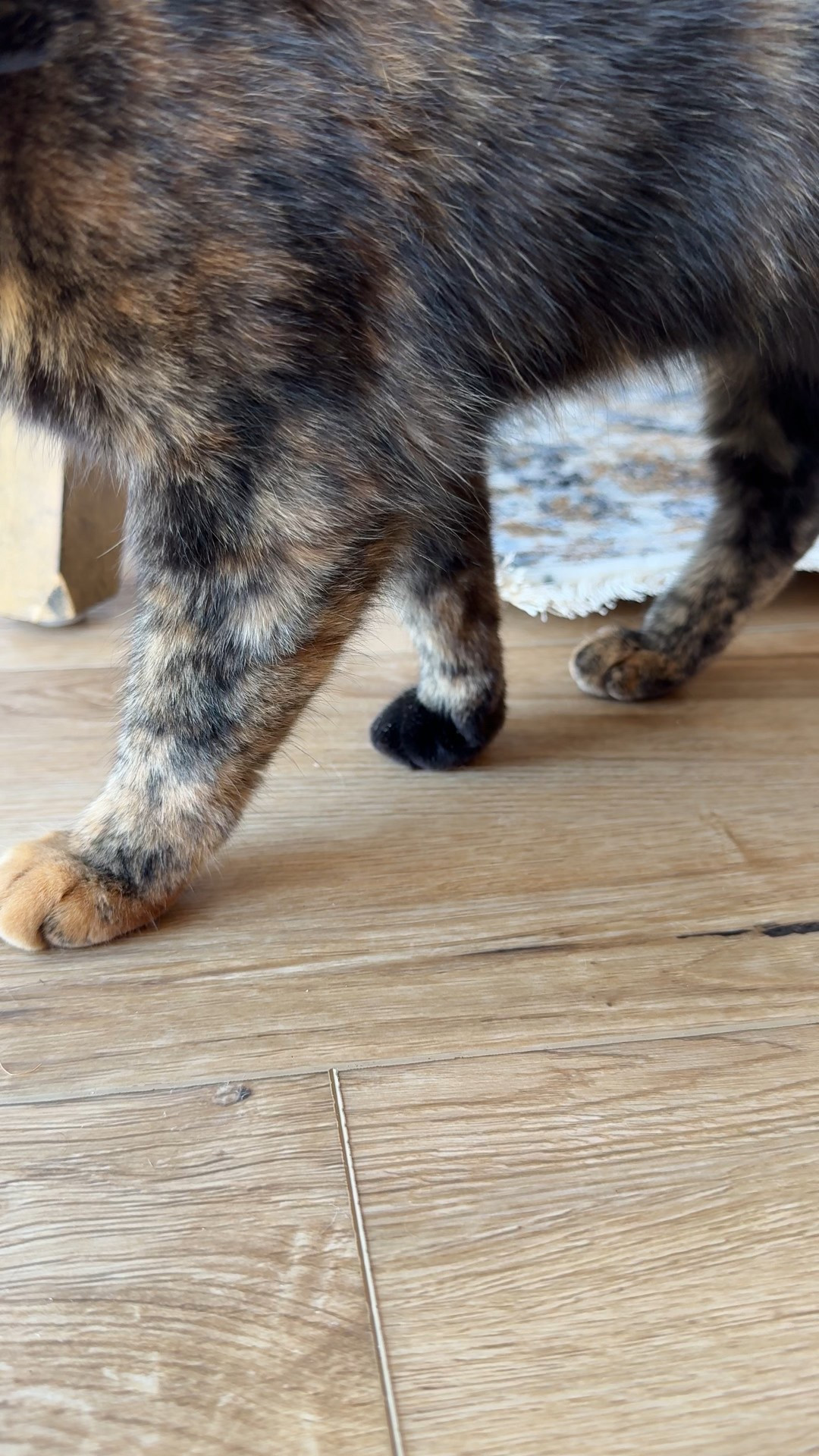 Grippers for rugs on smooth surfaced floors! 

#LTKHoliday #LTKHome #LTKSeasonal