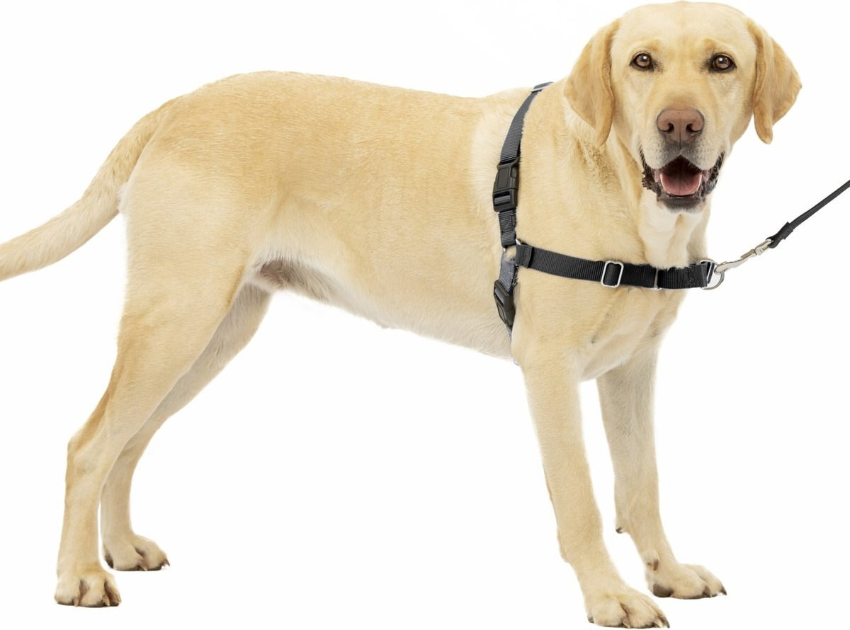 PetSafe Easy Walk Dog Harness, Charcoal, Large: 27 to 40-in chest | Chewy.com