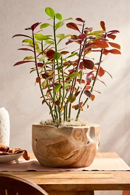 Teak Root Half Moon Planter | Terrain