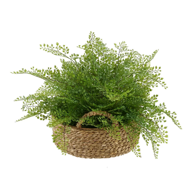 Faux Maidenhair Fern Plant in Basket | Wayfair North America