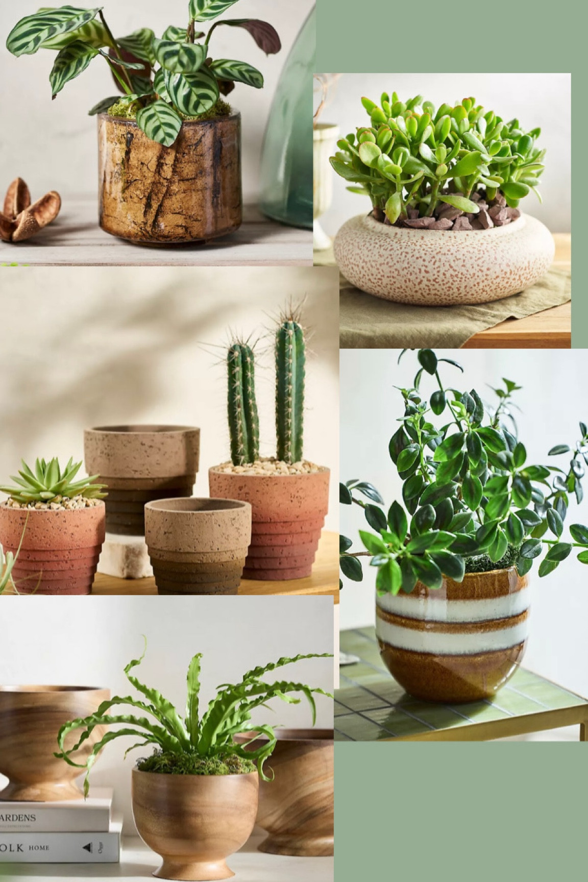 A few of my favorite planters from Anthropologie’s add. 50% off sale. All linked are under $20! Add. 50% off in cart  

#LTKHome #LTKSaleAlert #LTKFindsUnder50
