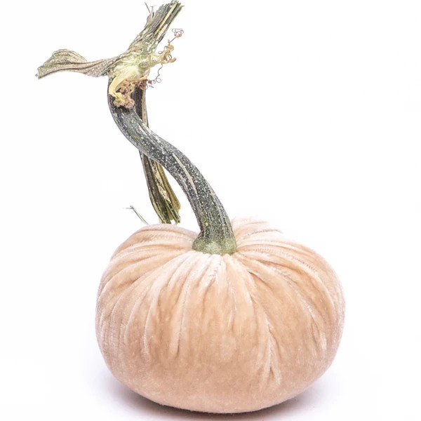 Bone Silk Velvet Pumpkin | Hot Skwash