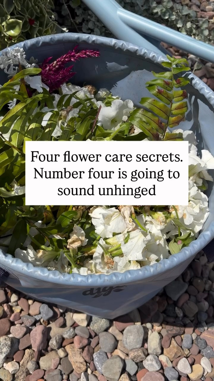 My favorite gardening tools for keeping my flowers and plants healthy, happy and thriving all season long. The ones I actually use and reach for again and again.

#gardeningtools #gardeningtips #amandaandcodesign

#LTKHome #LTKSeasonal #LTKmorningroutine