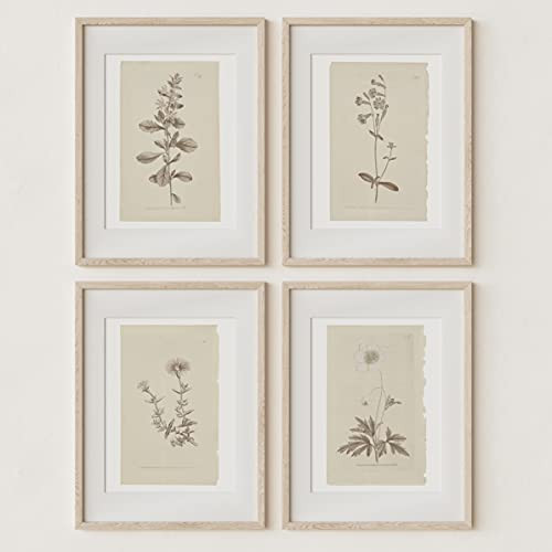 Wall Art Botanical Plant Prints | Vintage Flower Boho Minimalist Floral Artwork Decor for Bedroom... | Amazon (US)