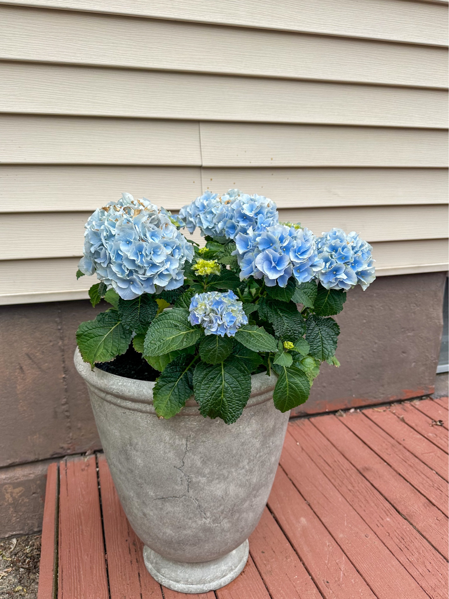 Loving my new planters and they are under $20

#LTKhome