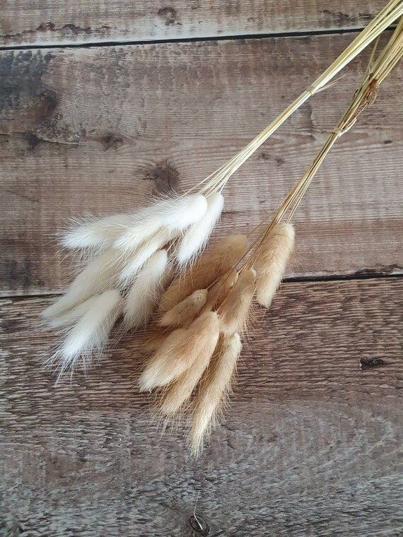 White/Natural Lagurus Lambs tail Dried Fower Bunch  MINI | Etsy | Etsy ROW