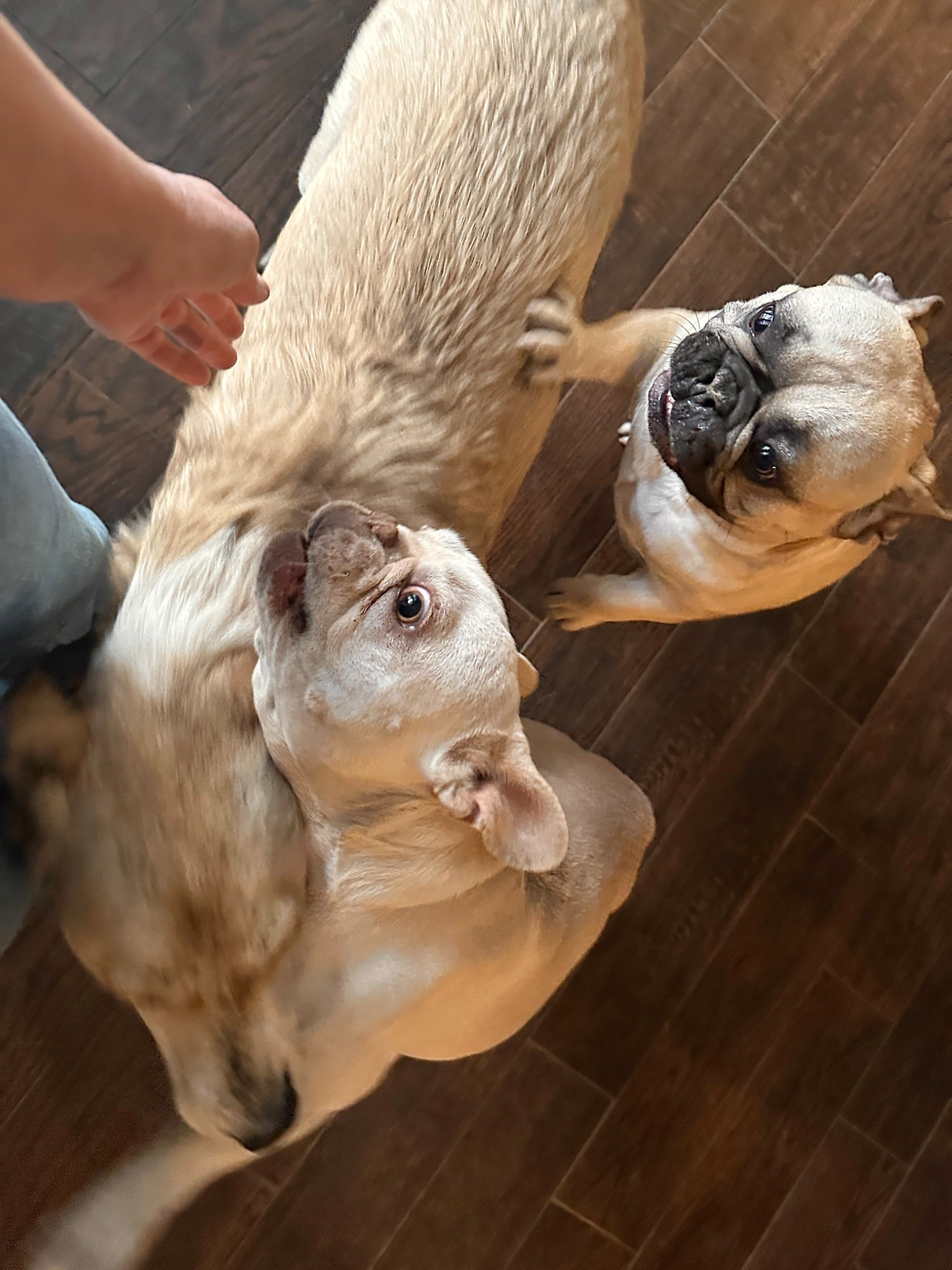 End-of-day zoomies are a real thing at our house… especially when we don’t get out for a walk during the day! Sometimes we just end the day with a delicious treat or bone. I promise we’ll get out tomorrow, boys! 🐾 #dogs #exercise #rescue


#LTKdayinmylife