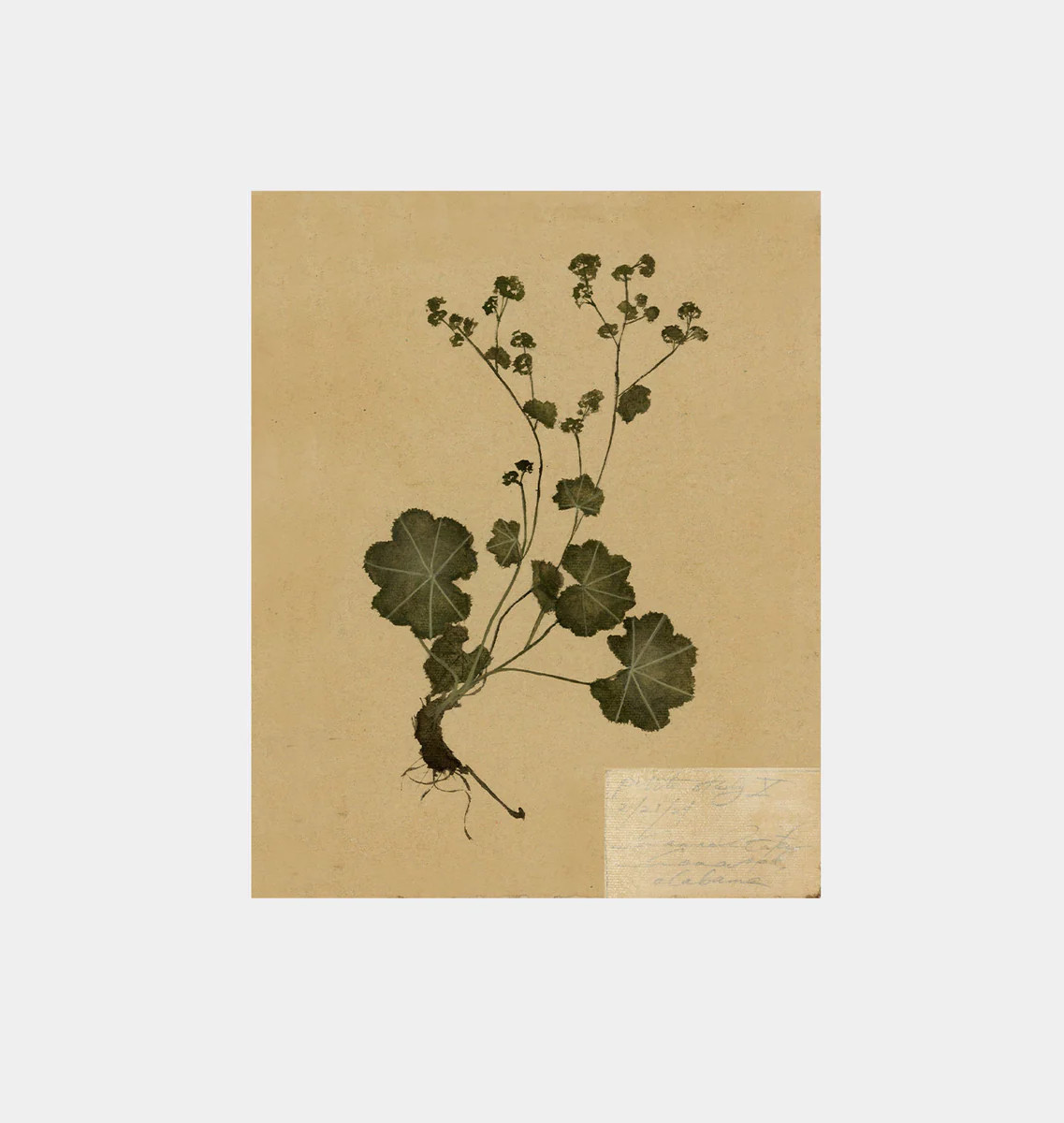 Petite Study No. IV Unframed Print | Amber Interiors