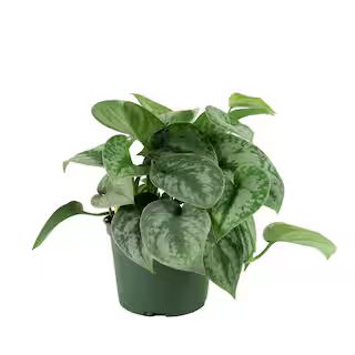 6 in. Devil's Ivy Silver Satin Pothos Plant in Grower Pot | The Home Depot