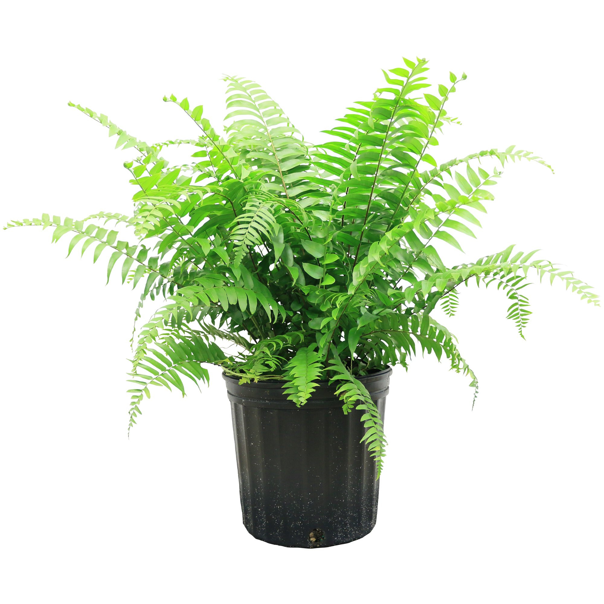 Costa Farms Live Indoor 19in. Tall Macho Fern Plant in 10in. Grower Pot | Walmart (US)