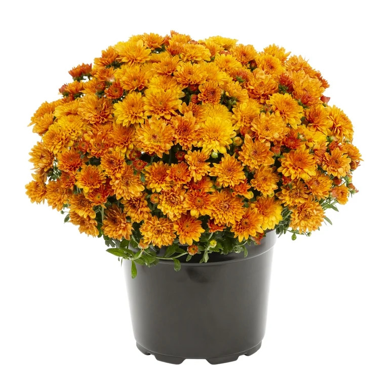 Expert Gardener 3QT Orange Mum Live Plant in Grower Pot | Walmart (US)