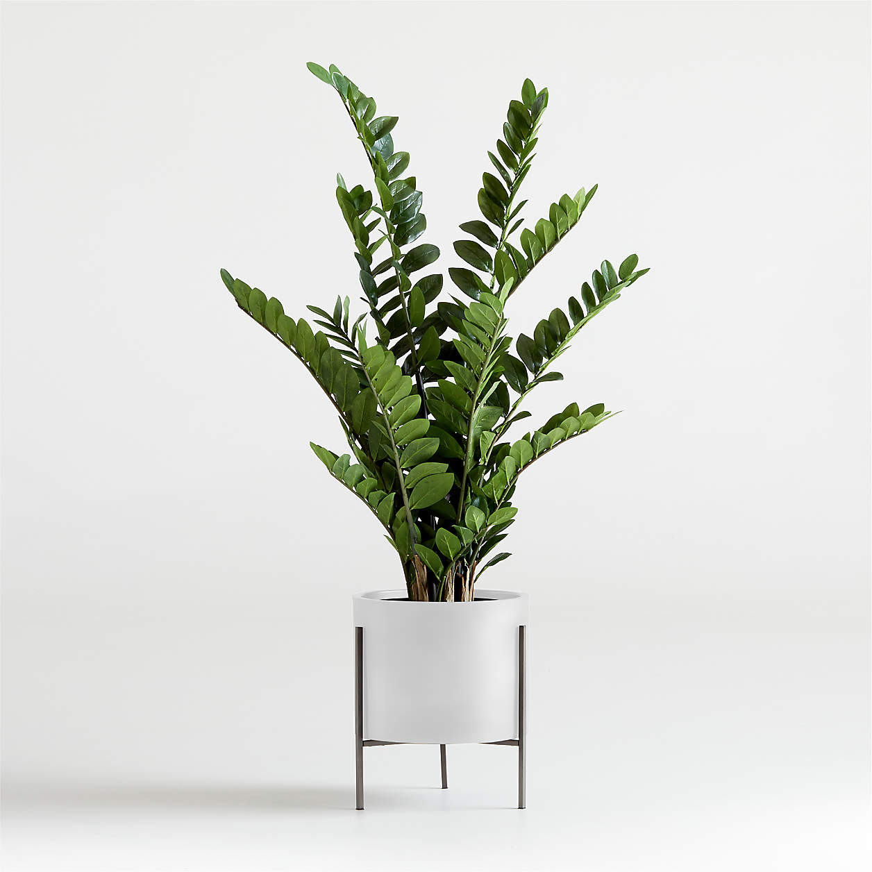 Artificial/Faux Potted ZZ Plant + Reviews | Crate & Barrel | Crate & Barrel