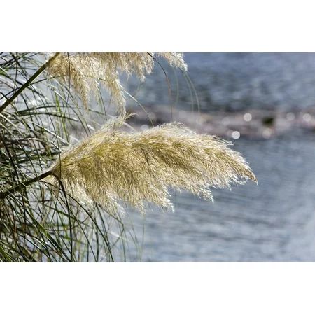 Ornamental Pampas Grass Ornamental Grass Tall Grass-20 Inch By 30 Inch Laminated Poster With Bright  | Walmart (US)