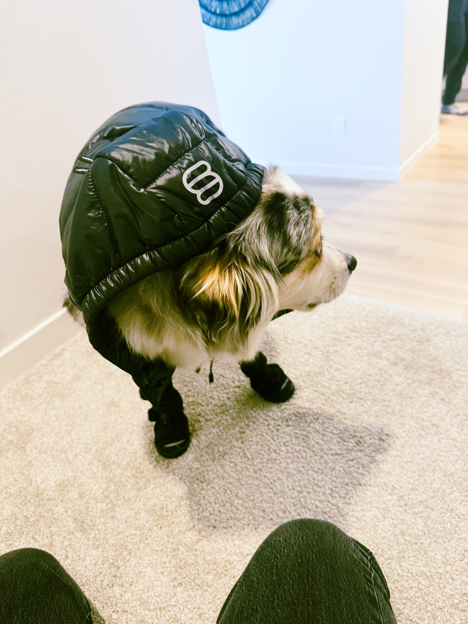 Dog Jacket

Aritzia super puffs for dogs are back. The ruff puff 🖤

#LTKpets #LTKcanada #LTKgiftguide