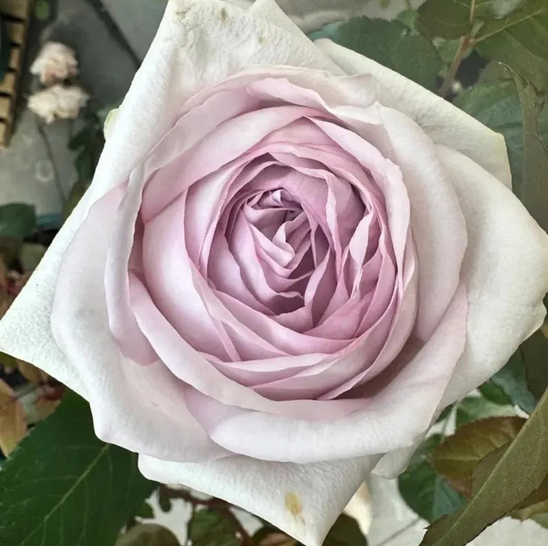 Rose “Bounty Way“ lavender Dutch Cut Rose Live Plant, Ownroot 6 inch | Etsy (US)