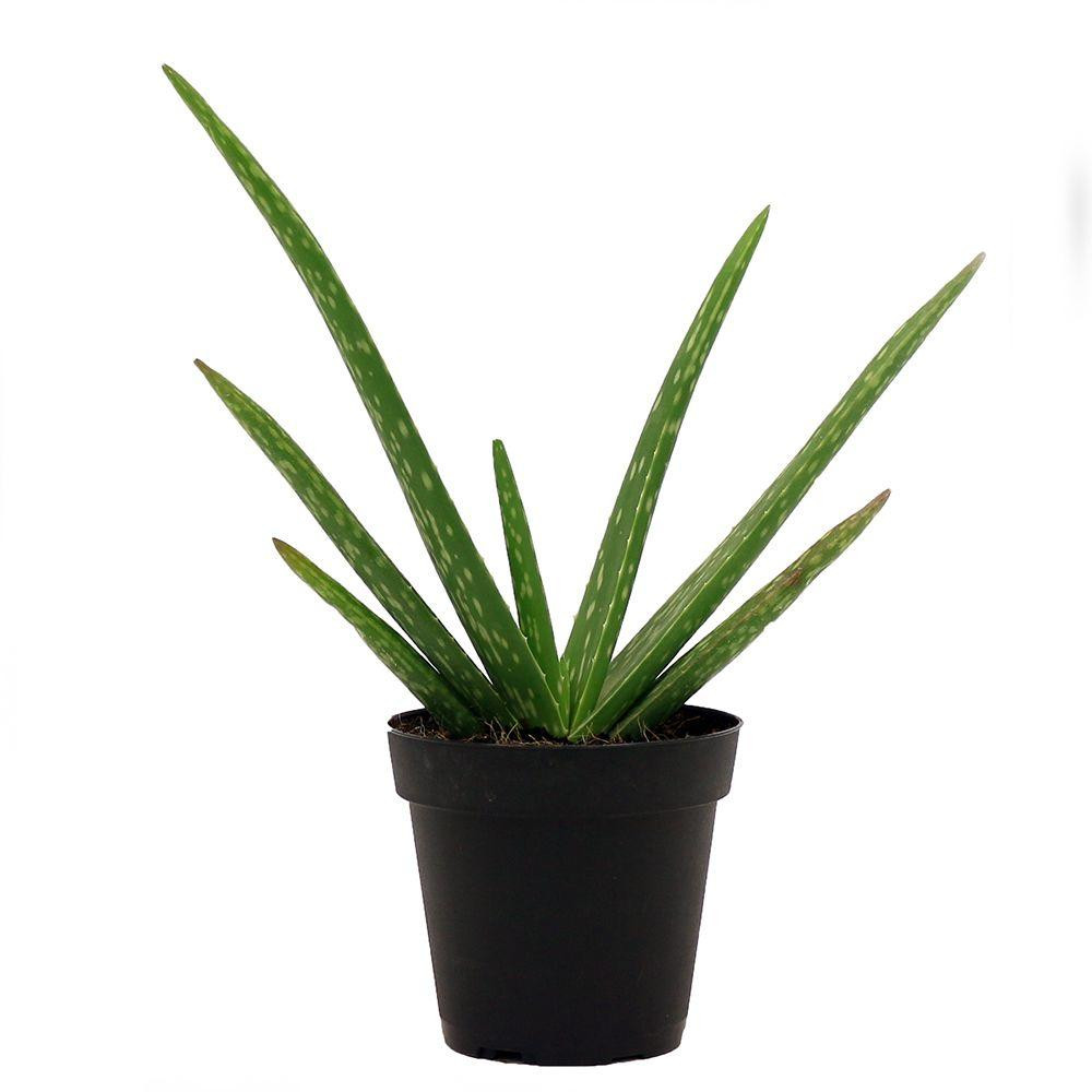 Aloe Vera Plant in 4 in. Pot | The Home Depot