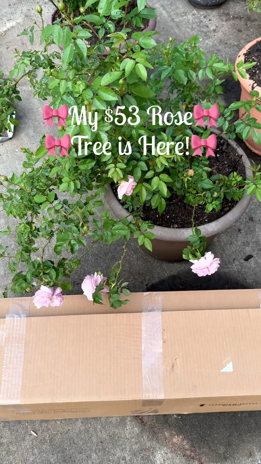 Rose deal of the day!! $53 rose trees with free shipping!  

#LTKHome #LTKActive #LTKdayinmylife