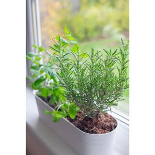 2 gal. Barbeque Rosemary Plant | The Home Depot