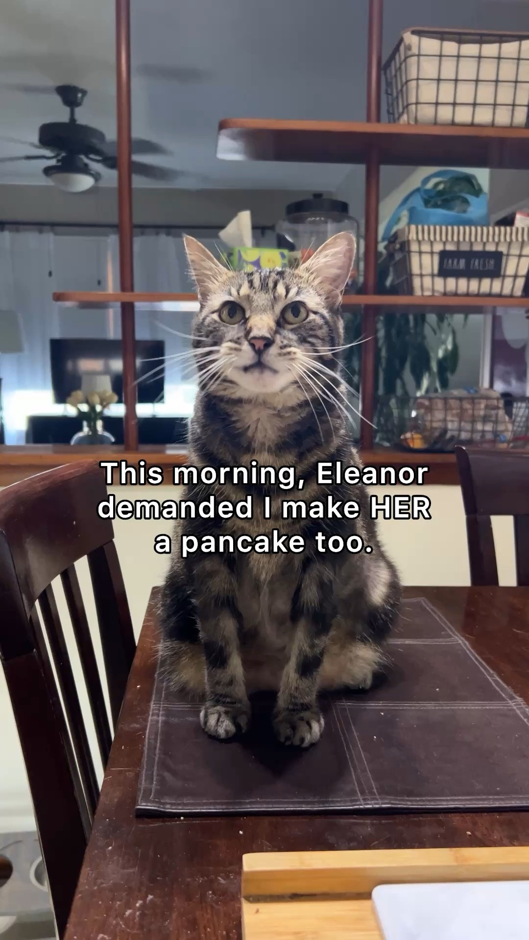 Eleanor, princess cat and ruler of the house, demanded a pancake. So of course she got one! Sharing some of my (her) favorite cat stuff so you can spoil your feline too! 

 #LTKmomlife #LTKmorningroutine #LTKHome