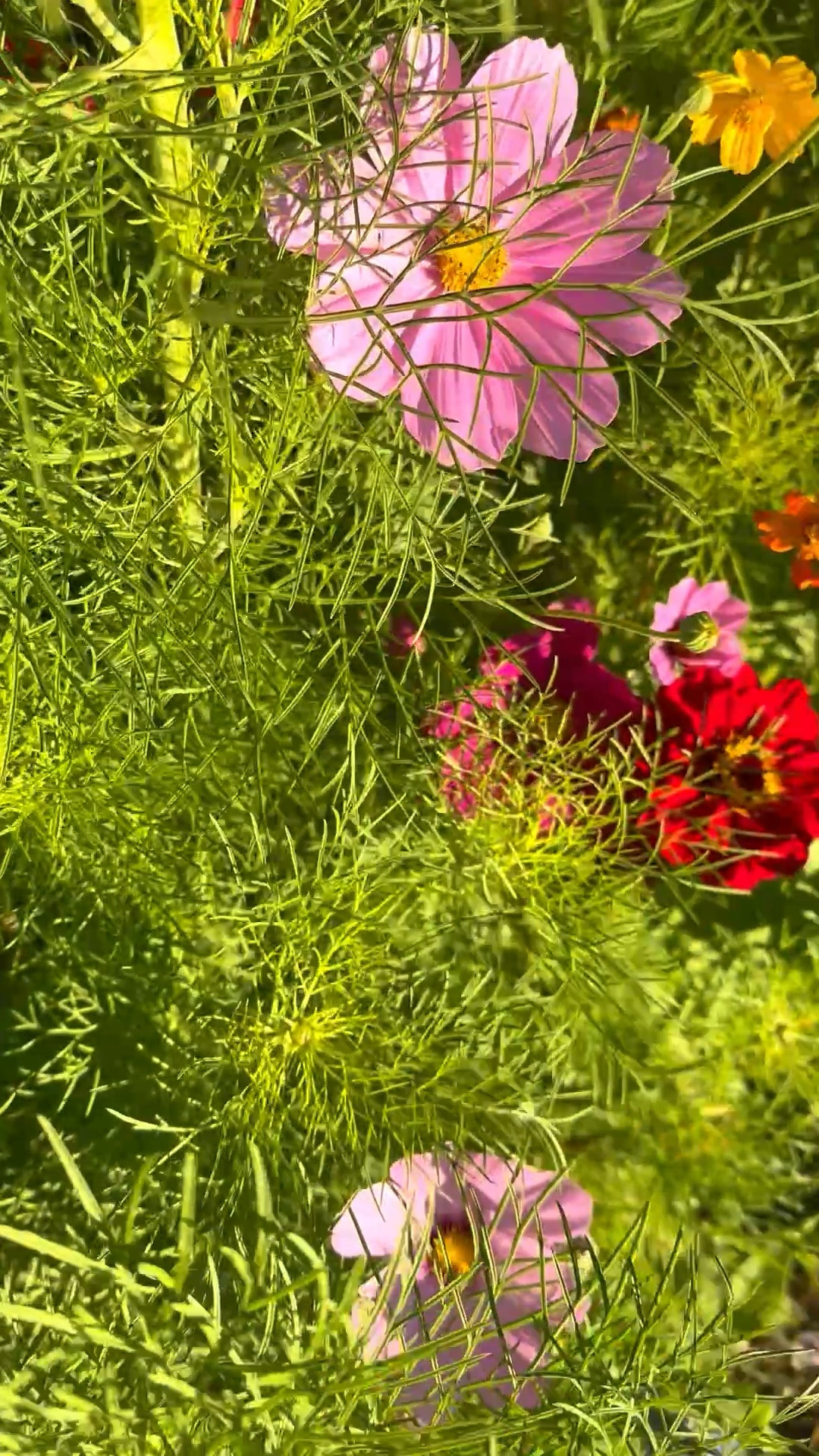 Good morning from my California native flower garden.”
Where winter quietly turns into bloom. 🌼

#californianativeflowers #morninggarden #gardenritual #slowmorning #californialiving #seasonalshift #gardeninspo #nativegarden


#LTKvlog #LTKdayinmylife