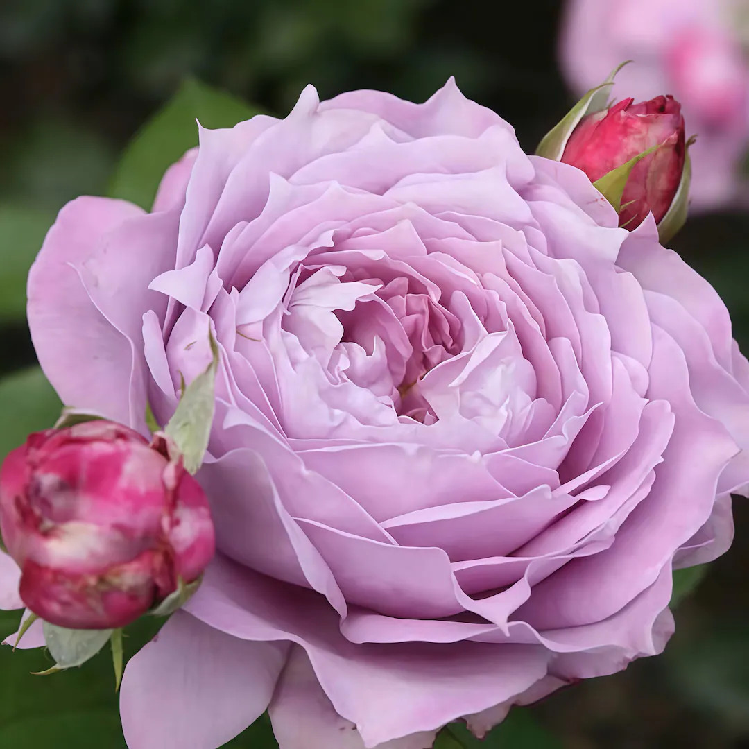 Novalis，诺瓦利斯 Fragrance. Own root. Continue Blooming. Shrub Rose. | Etsy (US)