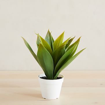 Faux Potted Agave | West Elm (US)