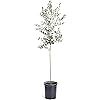 Arbequina Olive Tree 4-5 feet Tall - Get Olives 1st Year with Large Olive Trees - Indoor/Patio Li... | Amazon (US)