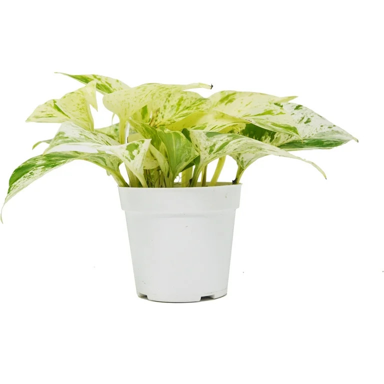 Pothos 'Marble Queen' - 4" Pot - Walmart.com | Walmart (US)