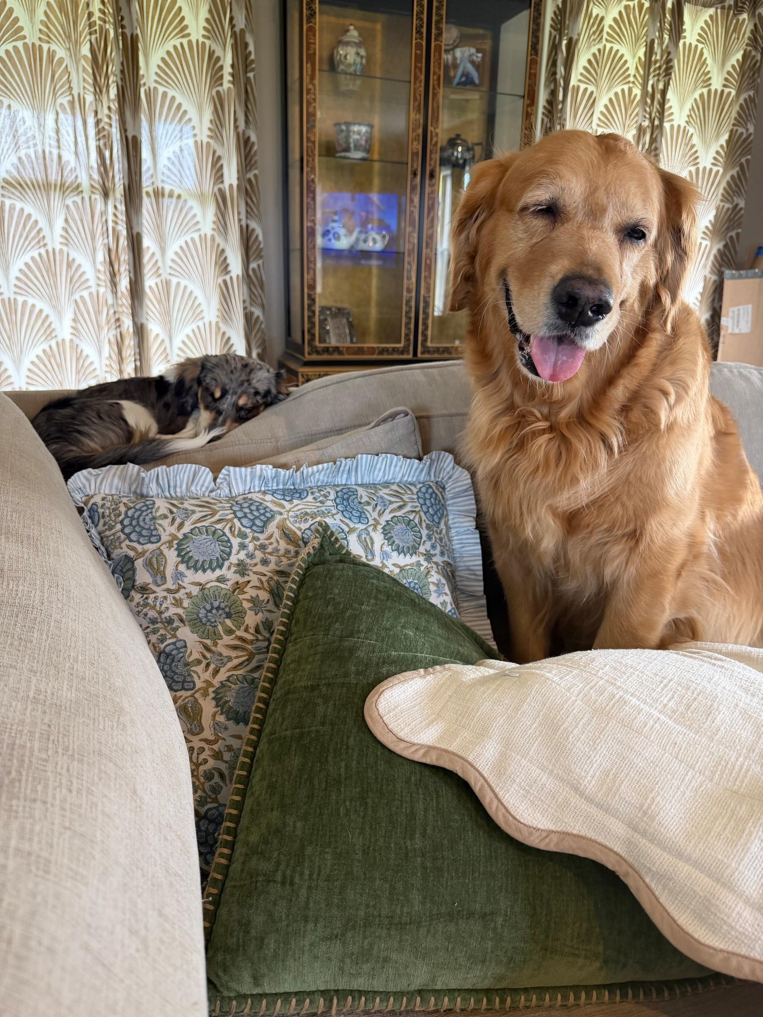 When the pups always find the comfy corner of the couch 🫶 
Adding New  pillow covers is one of the easiest and most affordable way to freshen up your home for spring 🌸

#LTKHome #LTKSaleAlert #LTKmomlife