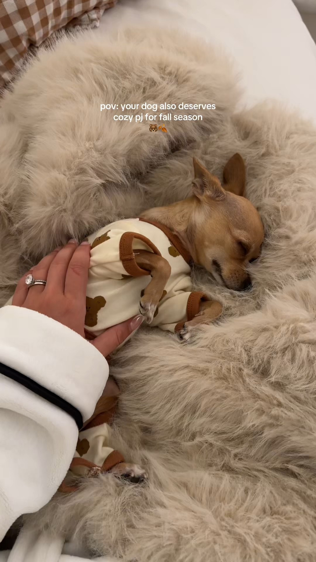 the cutest pi for my baby Lola #chihuahua #chihuahuas #dogpi #cozyseason #clothesfordogs 

#LTKPets #LTKSeasonal #LTKU