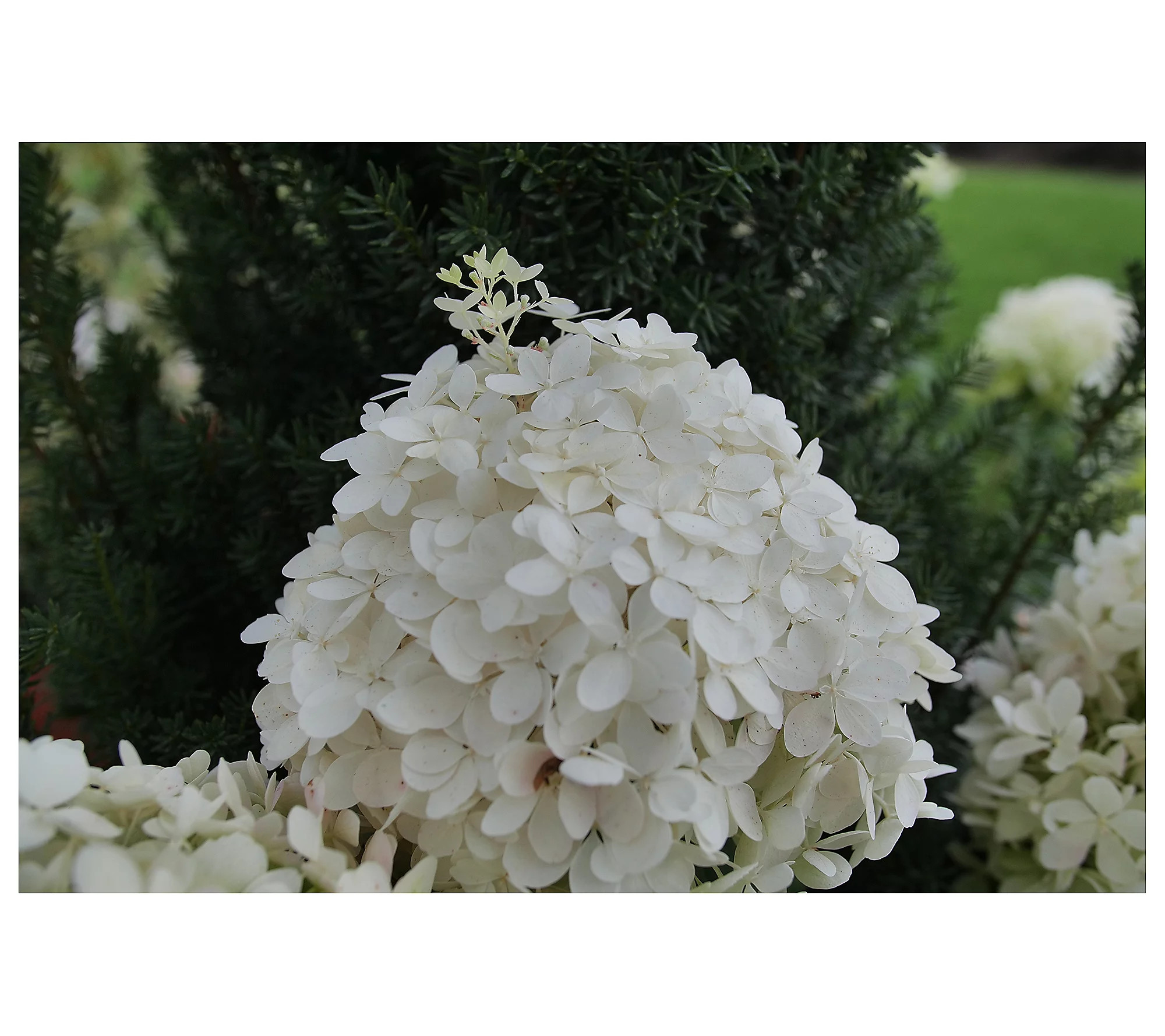 Roberta's Hydrangea Puffer Fish 1pc | QVC