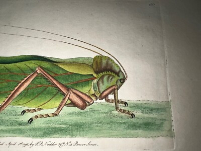 1783 RARE SHAW & NODDER Hand Colored Copper Engraving Citro Leaved Locust Insect | eBay US