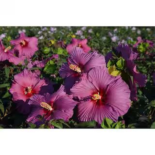 2 Gal. Purple Flower Hardy Hibiscus Plant-17590 - The Home Depot | The Home Depot