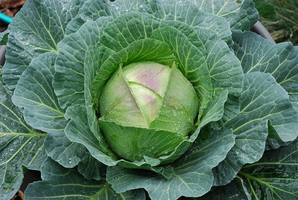 Viridis Hortus - Robin F1 (Winter) Cabbage - 25 Vegetable Seeds - January King Type 1.0-2.0kg | Amazon (UK)