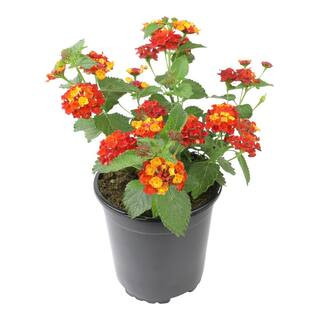ALTMAN PLANTS 1 Gal. Lantana Dallas Red Plant 0881266 - The Home Depot | The Home Depot