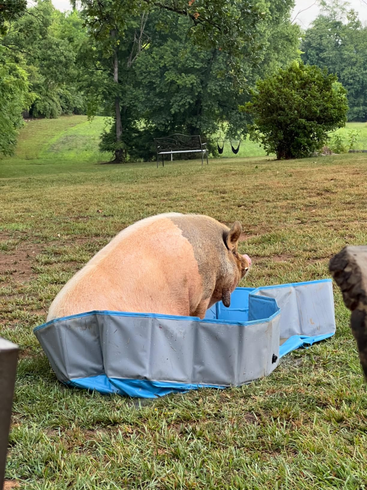 Foldable Dog Pool for Large Dogs, 87"x16" Kiddie Pool Hard Plastic Dog Swimming Pool Portable, Co... | Amazon (US)
